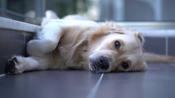 特写可爱的金毛猎犬和悲伤无聊的脸睡在地板上