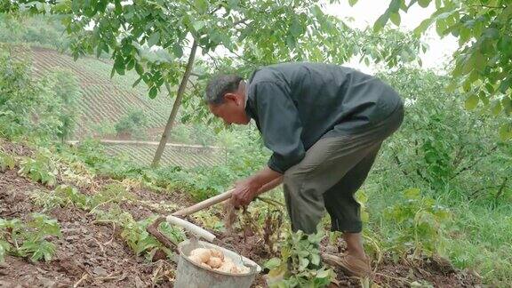 农民们正在收割土豆