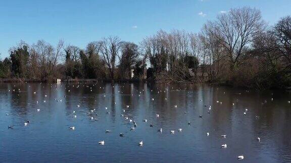 低飞在一个池塘里的海鸥上空英国欧洲