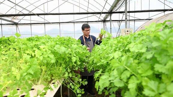 一位男性农民正在水培温室里检查芹菜的生长情况