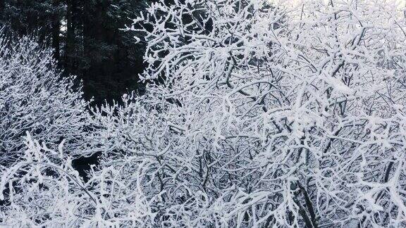 在苏格兰西南部的邓弗里斯和加洛韦一架无人机飞过被雪覆盖的树木和灌木丛