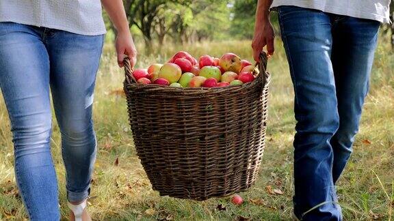 农民们提着满满一篮子苹果特写镜头