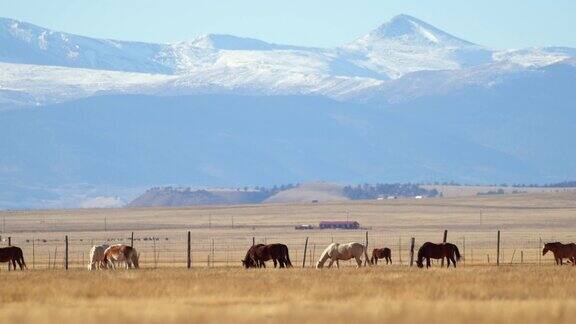 科罗拉多草原牧场与马和落基山脉Vista