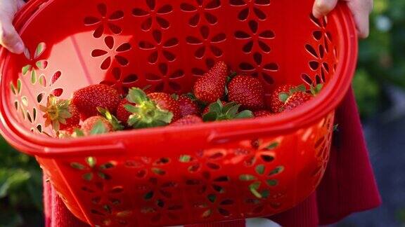 采摘新鲜草莓