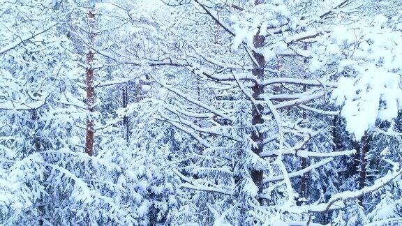 针叶林其枝干在雪中