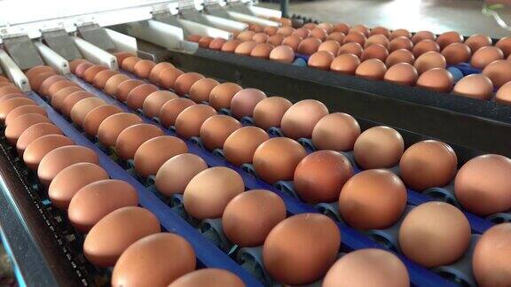 农场里的新鲜鸡蛋传输