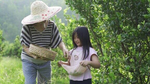 一位亚洲华裔老年妇女和她的孙女在花园农场采摘石灰菖蒲