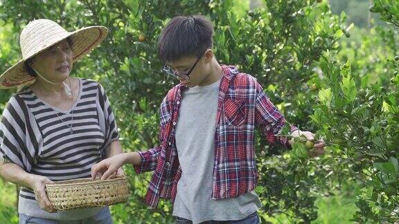 一位年长的亚洲华人妇女和她的孙子在她的花园农场采摘石灰菖蒲