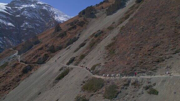空中鸟瞰在尼泊尔夏尔巴人的带领下驴提着袋子走在通往喜马拉雅山脉的提里科大本营的路上安纳普尔纳环行旅游和徒步旅行尼泊尔