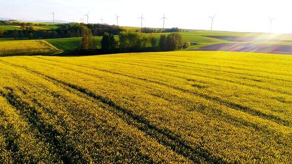 美丽的景色风车涡轮机在油菜田背景更新的能源解决方案