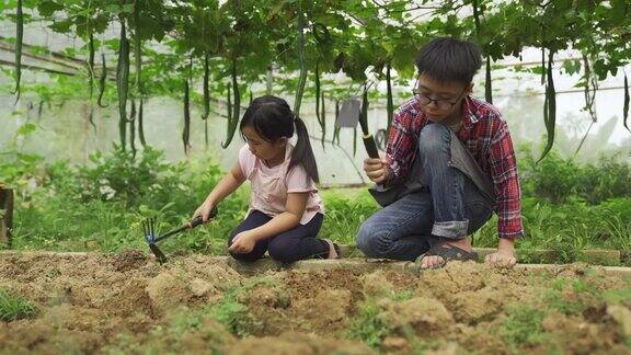 一个亚洲华人的兄弟姐妹正在有机农场的温室里学习农业知识