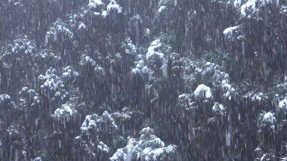 树林里下雪了