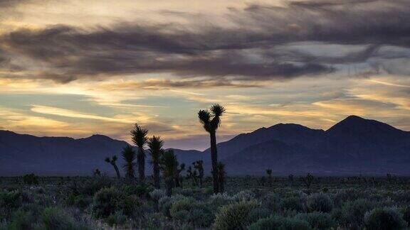 莫哈韦沙漠约书亚树后的日落