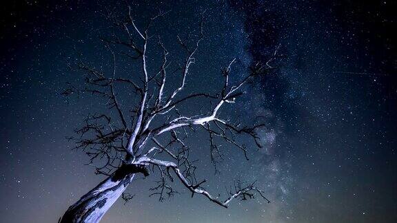 时间流逝-银河树