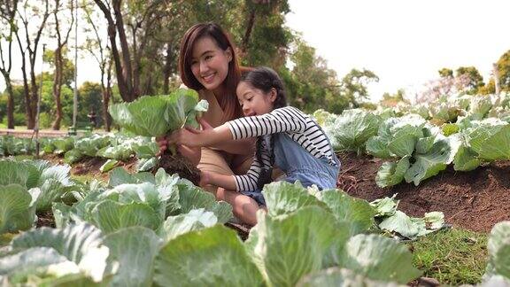 一个亚洲家庭一个孩子在有机菜园里收割蔬菜母亲和女儿穿着休闲的衣服在一个夏天的早晨从土壤中采摘沙拉蔬菜教授可持续的生活方式和园艺