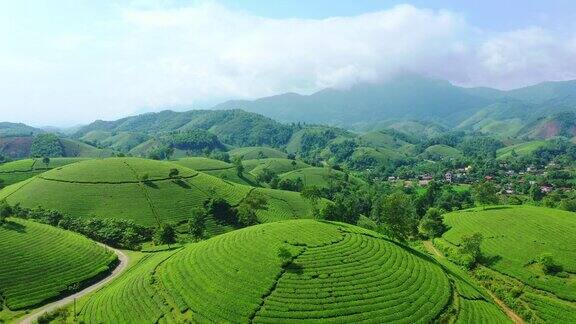 鸟瞰越南富寿省龙谷茶山的茶园和日出