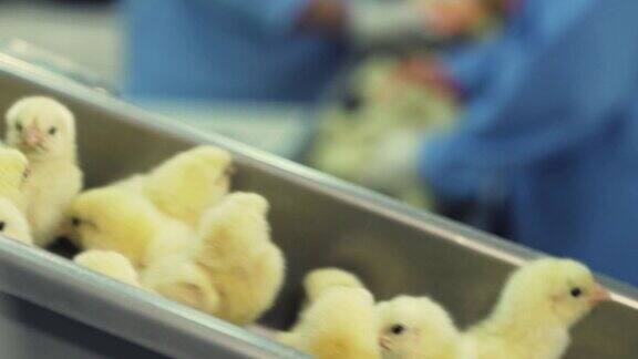 很多新生的小鸡在家禽传送带上移动农业产业在工厂分拣小鸡