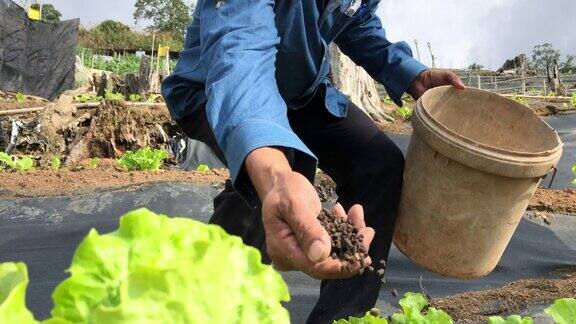 亚洲华人中年男性农民手给绿色植物施肥