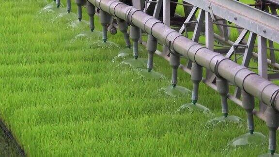 喷水器灌溉稻田