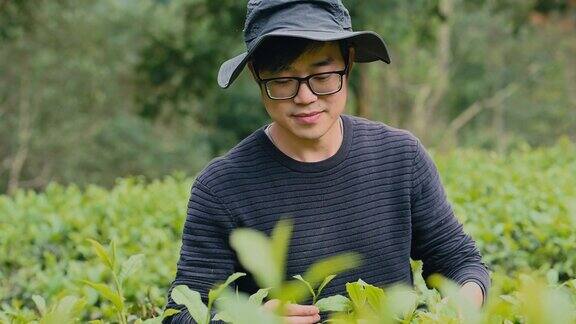 台湾亚洲农民家庭在自己的茶园里用手采摘乌龙茶叶家庭经营自己的小生意;他们是个体经营者
