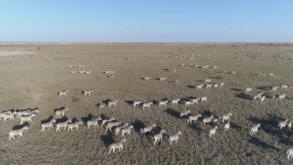 从空中俯瞰一大群斑马正在广袤的博茨瓦纳Makgadikgadi草原上迁徙