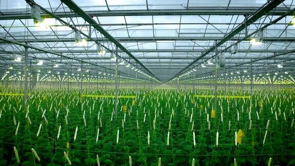 现代温室中的绿色作物