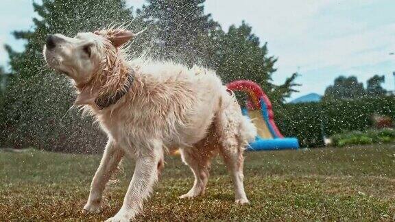 SLOMO金毛猎犬抖掉水