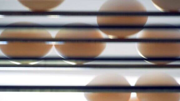 鸡蛋沿着工厂传送带的底部视图