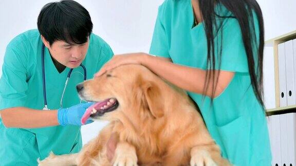 亚洲职业男女兽医检查狗和抚摸狗在兽医诊所采购产品兽医关系人保健和医学妇女在stem宠物爱