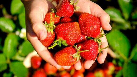 一个孩子在花园里收获草莓有选择性的重点食物