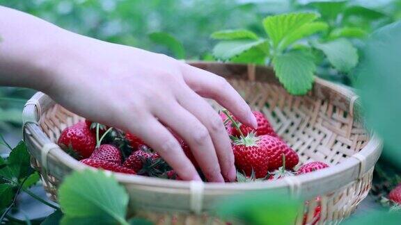 农夫的手采摘有机草莓