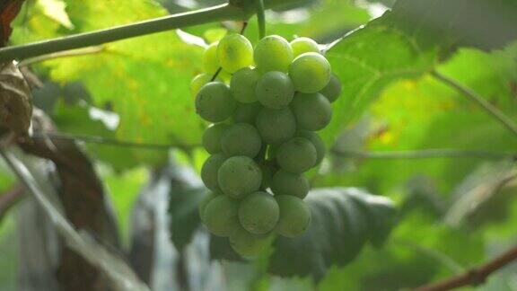 绿葡萄挂在架子上