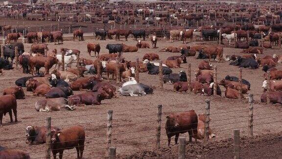 饲养场中肉牛的静态拍摄