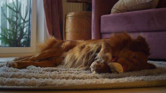 可爱的纯种新斯科舍鸭鸣猎犬在家在地毯上放松吃零食