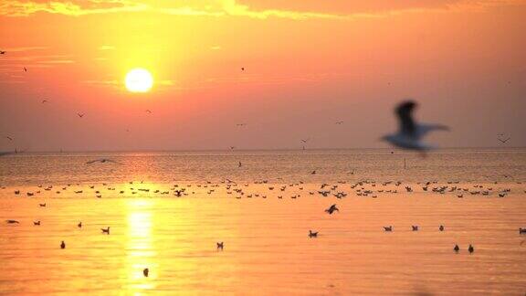 海鸥与夕阳一起飞翔