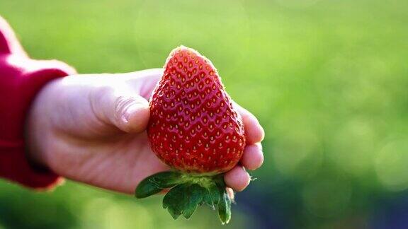 采摘新鲜草莓