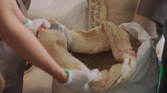 靠近亚洲的中国工匠和工人舀检查袋子中的生咖啡豆准备烘焙过程