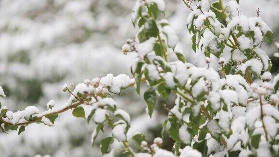 下雪的乡村北爱尔兰