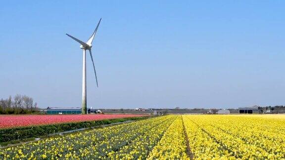 荷兰色彩斑斓的郁金香田和风力涡轮机