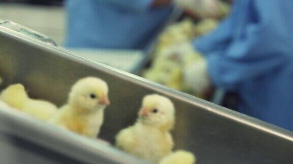 很多新生的小鸡在家禽传送带上移动农业产业在工厂分拣小鸡