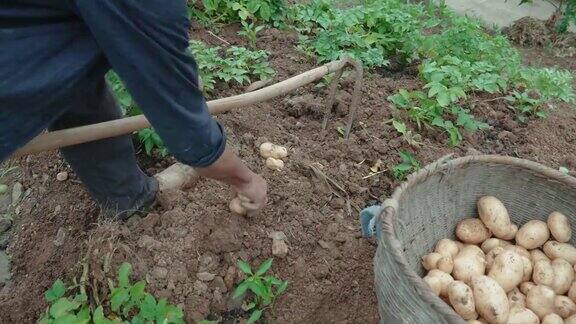 农民们正在收割土豆