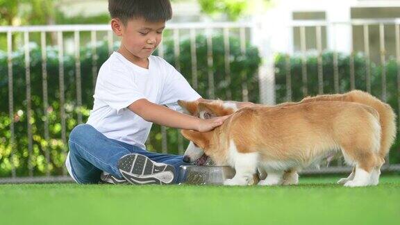 亚洲男孩和他的狗柯基在室内游戏室玩耍