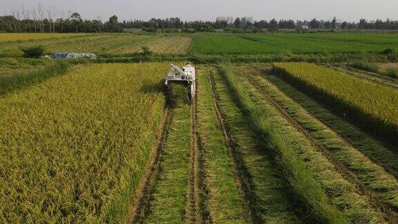 在现代农场收获的水稻是用机械收割的