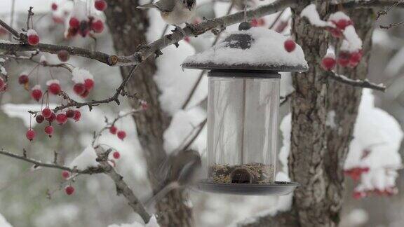 冬天的鸣鸟吃种子