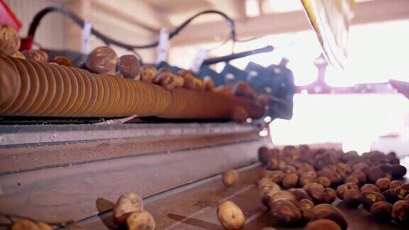 土豆收获特写镜头自动机器清洗新鲜收获的土豆从干燥的叶子根残传送带上农业技术自动化的农业