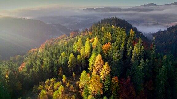 山间秋色航拍的红色和黄色的秋天树木多雾的山脉和温暖的早晨的阳光秋高山林