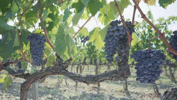 葡萄采摘用于酿酒的故事:在托斯卡纳工作的酿酒学家