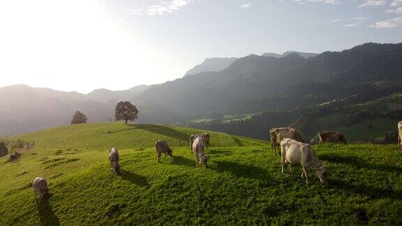 山上草地上的瑞士奶牛