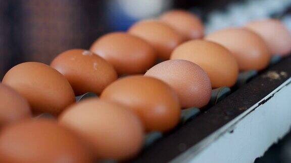 家禽饲养场的新鲜鸡蛋
