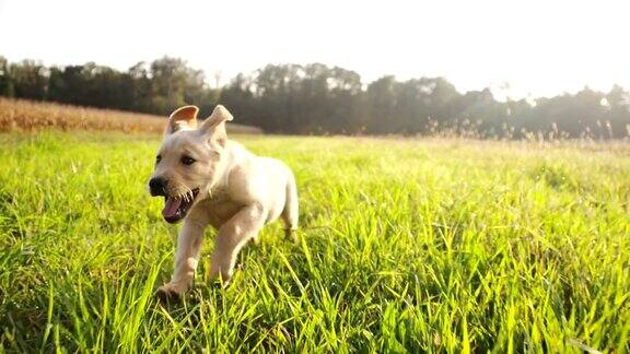 慢动作小狗在草地上奔跑